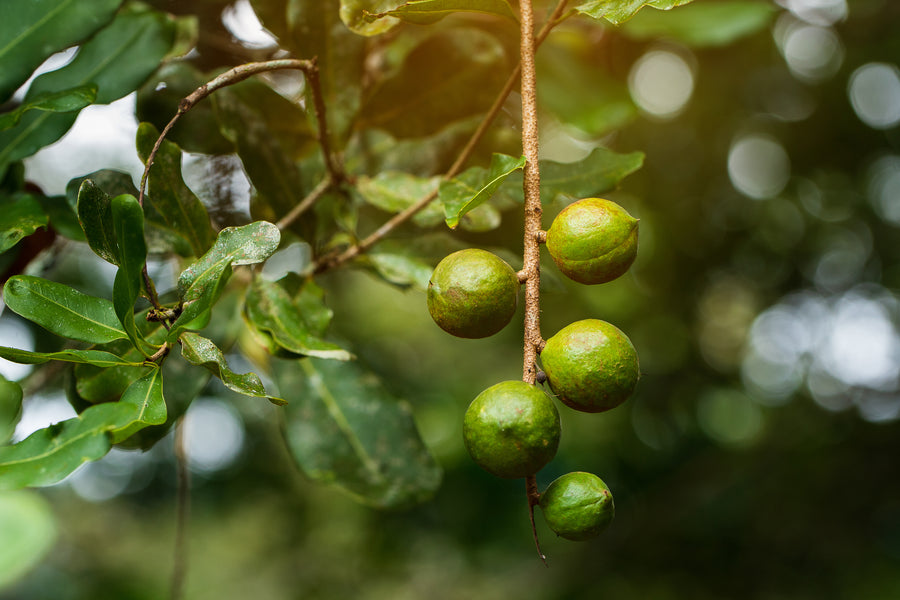 Macadamia nuts ripening on the branch, the lead oil in Juje No. 2 Scalp Serum