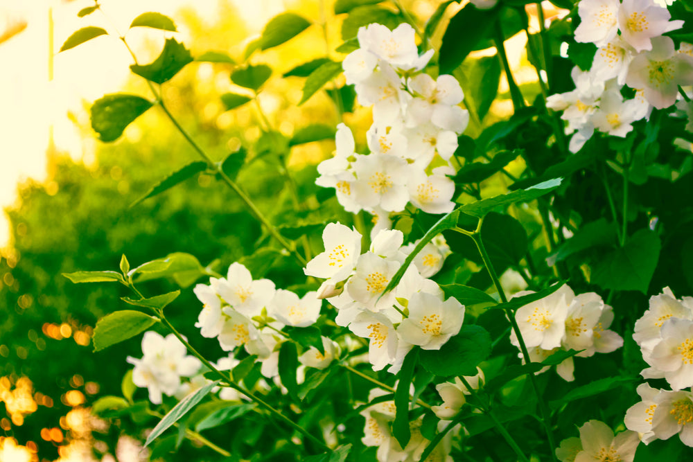 White jasmine blossoms in sunlight, a note in the Juje No. 2 signature fragrance