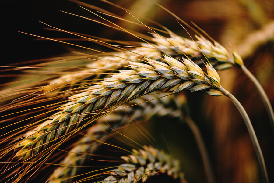 Golden ears of wheat in warm light