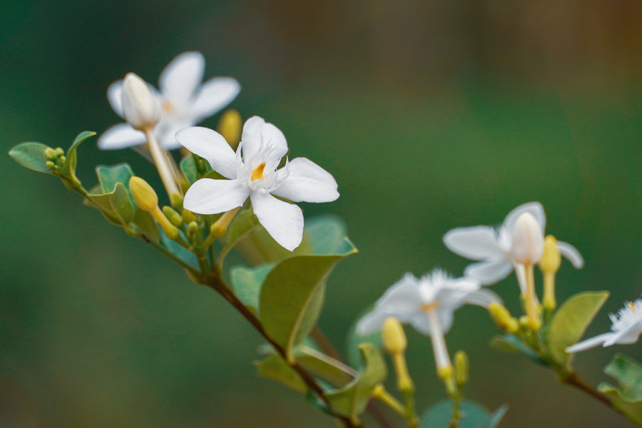 Botanical flower in soft light
