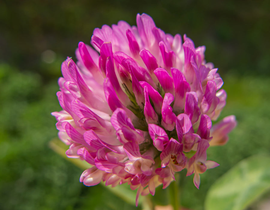 A pink red clover blossom against blurred green foliage