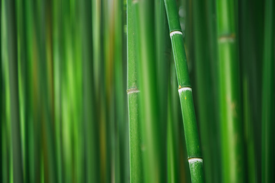 Close-up of tall green bamboo stalks